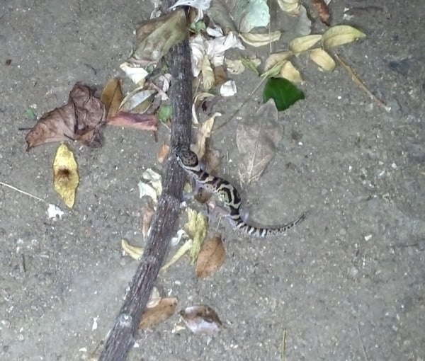 Central American Banded Gecko