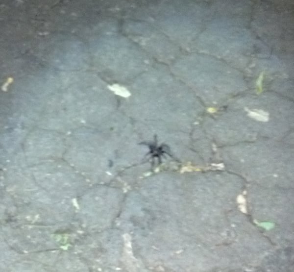Tarantula