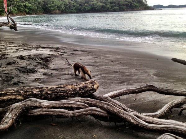 Anteater on Playa Danta