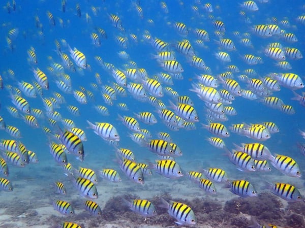 The Kayak Snorkeling Tour in the Bay at Las Catalinas